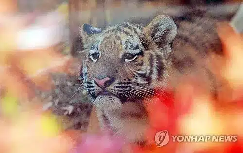 Rare Amur Tiger Capture in Korea Sparks NE Asia Extinction Fears Rare Amur Tiger Capture in Korea Sparks NE Asia Extinction Fears