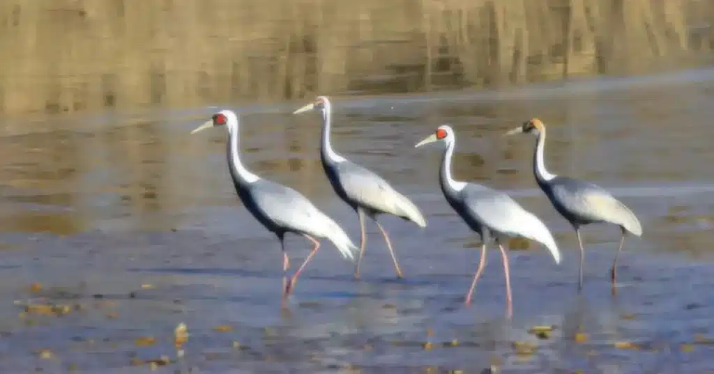 Endangered Cranes Return to Nakdong River Basin in Record Numbers Endangered Cranes Return to Nakdong River Basin in Record Numbers