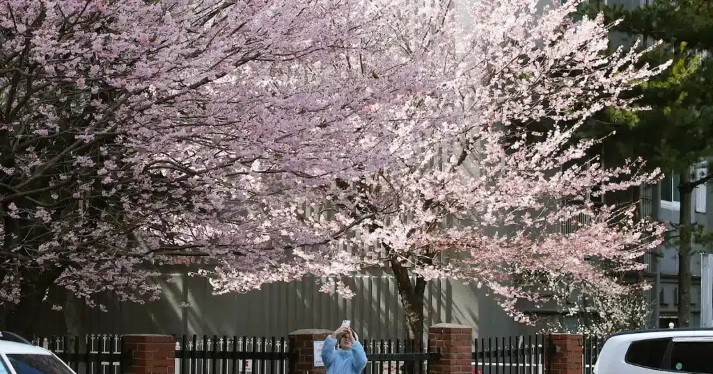 Busan Stray Cats Scale Walls to Hunt Spring Birds