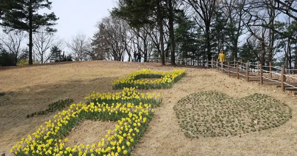 Daffodils Bloom Vibrantly at National Assembly, Signaling Spring Daffodils Bloom Vibrantly at National Assembly, Signaling Spring