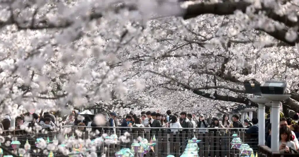 Jinhae Pigeon Competition Draws Record Crowds with Soaring Displays
