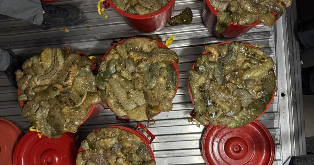 4 Arrested in Gunsan for Illegal 170kg Sea Cucumber Poaching 4 Arrested in Gunsan for Illegal 170kg Sea Cucumber Poaching