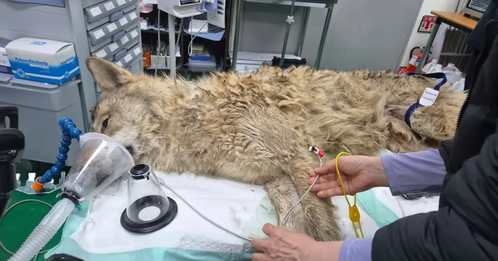 Daejeon Giant Snail Swallows 2.6cm Mouse During Escape, Recovering After Surgery