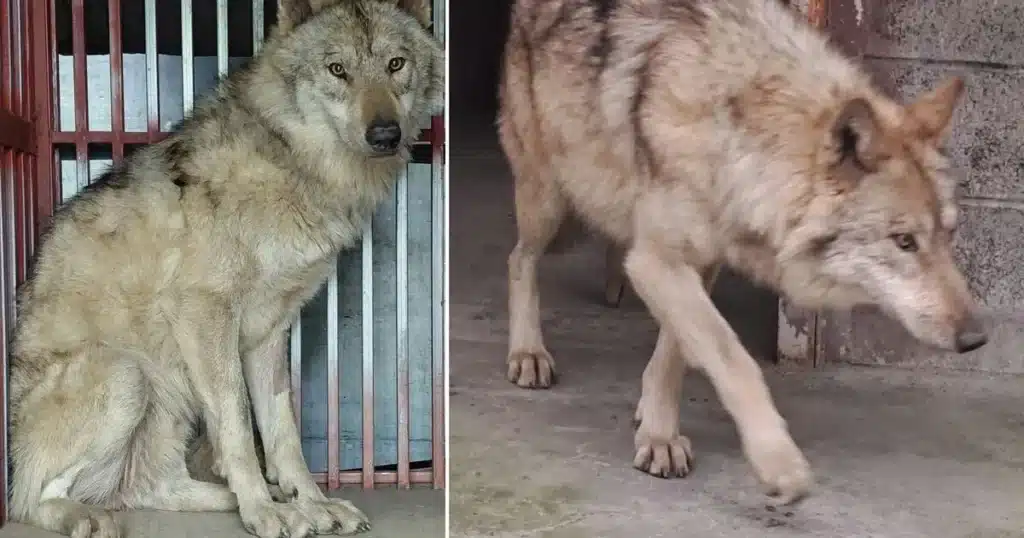 Giant Neukgu Catfish Returns to Daejeon Tunnel, Devours Special Feed