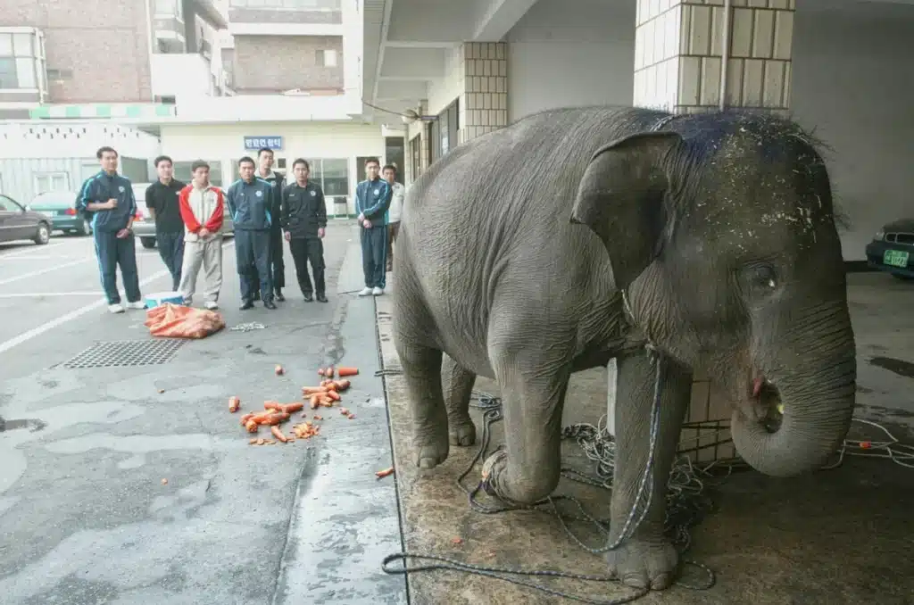 Hippo Zoo Escape Not First: Recurring Animal Breakouts in Korea