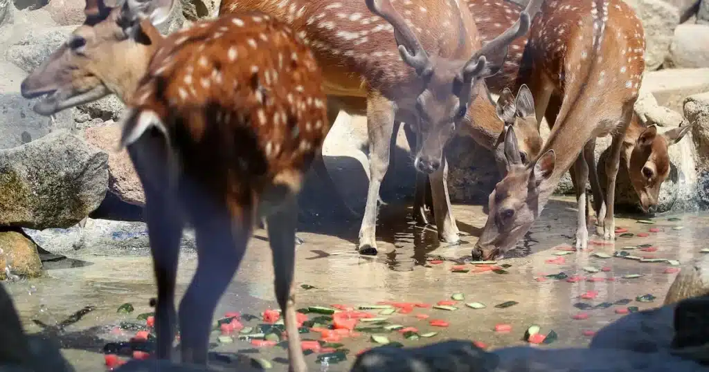 Escaped Deer from Gwangmyeong Captured at Seoul Cheonwang Station