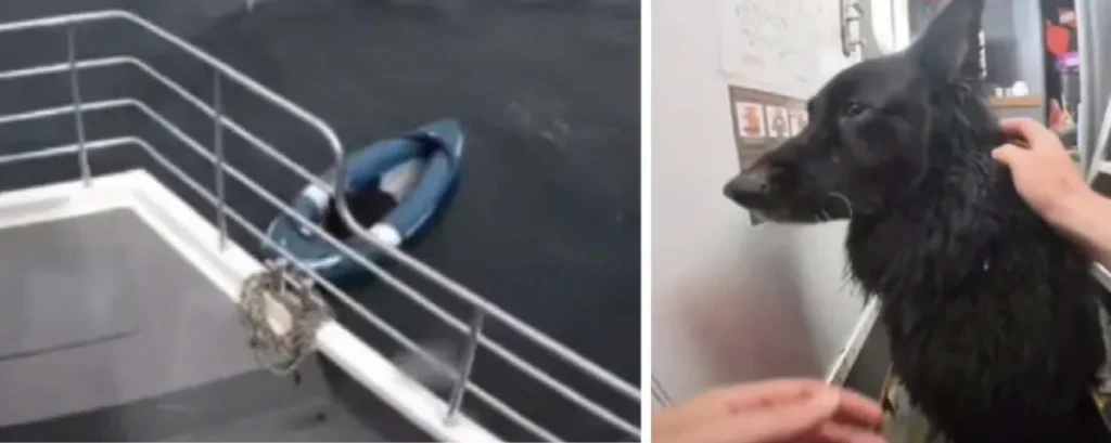Dog Rescued After Drifting 5km Offshore in Kayak Dog Rescued After Drifting 5km Offshore in Kayak