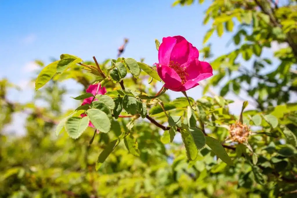 Japan’s Endangered Flora Thrives in Shikoku Mountains Japan’s Endangered Flora Thrives in Shikoku Mountains