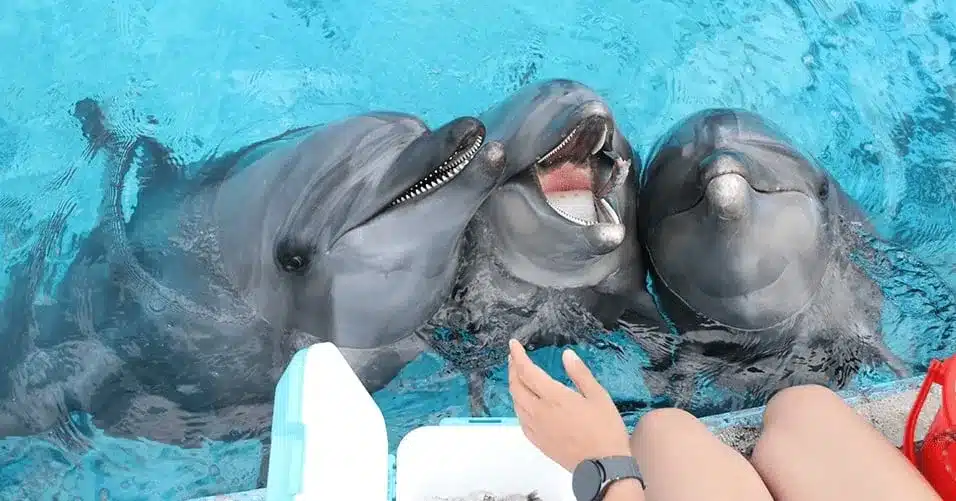 Zoological Garden Sues Environmental Ministry Over Beluga Relocation Permit Zoological Garden Sues Environmental Ministry Over Beluga Relocation Permit
