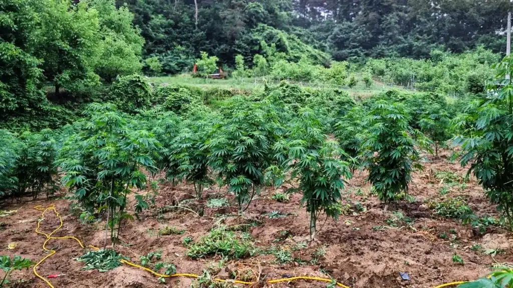 Government Funds Used for Sophisticated Underground Drug Farm