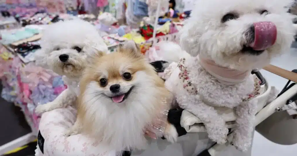 South Koreans Overwhelmingly View Animals as More Than Property South Koreans Overwhelmingly View Animals as More Than Property