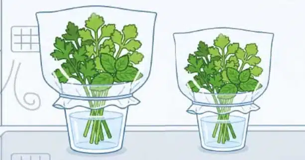 Preserve Herbs Longer: Simple Storage Tips for Freshness Preserve Herbs Longer: Simple Storage Tips for Freshness