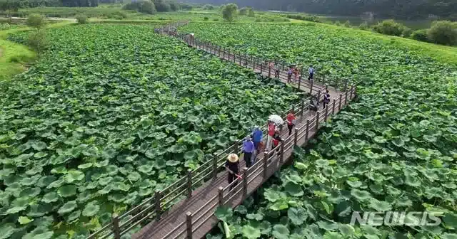 Ulsan’s Secret Spot: Rare Access to Haeundam Wetland Opens for One Month Ulsan’s Secret Spot: Rare Access to Haeundam Wetland Opens for One Month