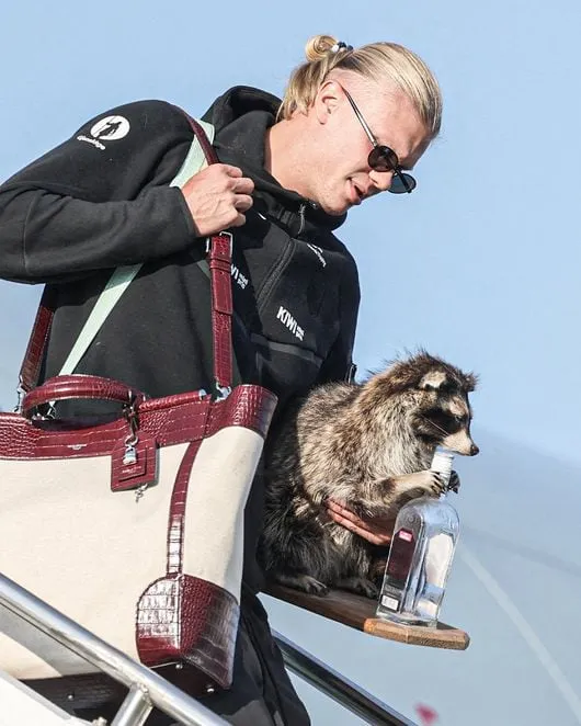 Erling Haaland Returns Home with a Stuffed Raccoon, Captivating Fans Erling Haaland Returns Home with a Stuffed Raccoon, Captivating Fans