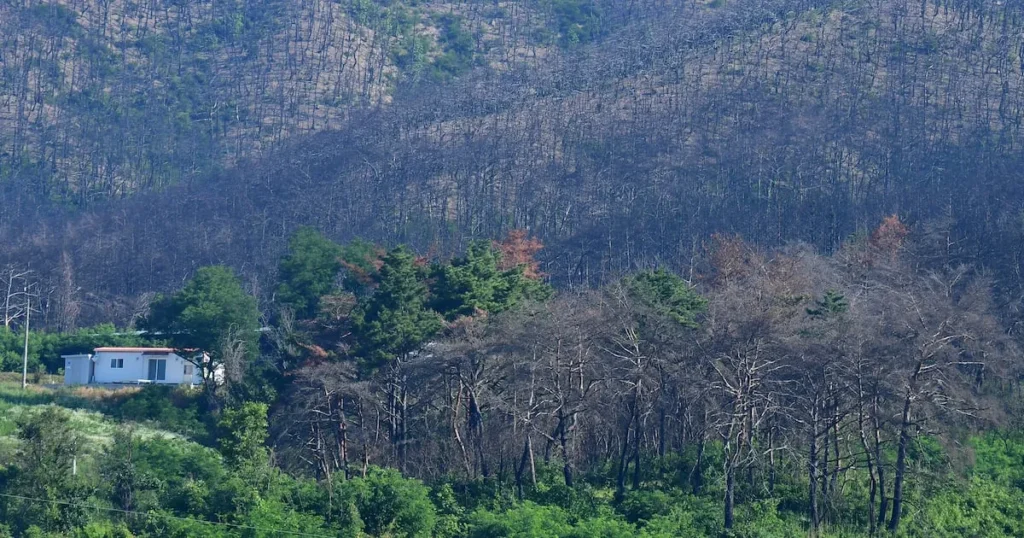 Ghost Forestry Firms Exposed for Fraudulent Practices Ghost Forestry Firms Exposed for Fraudulent Practices
