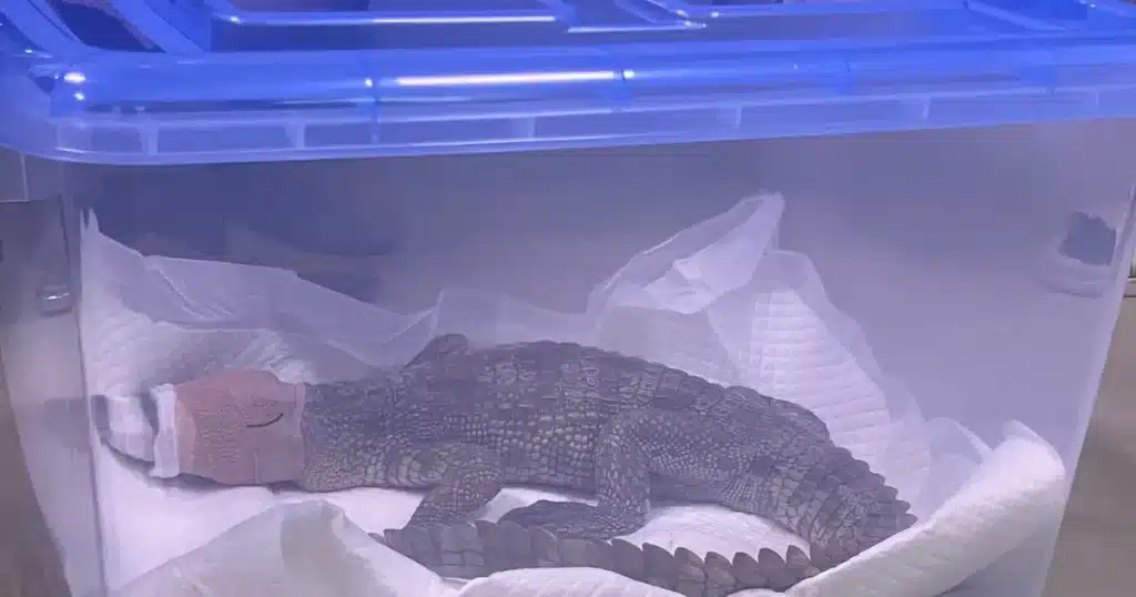Owner of Escaped Alligator Arrested in South Korea