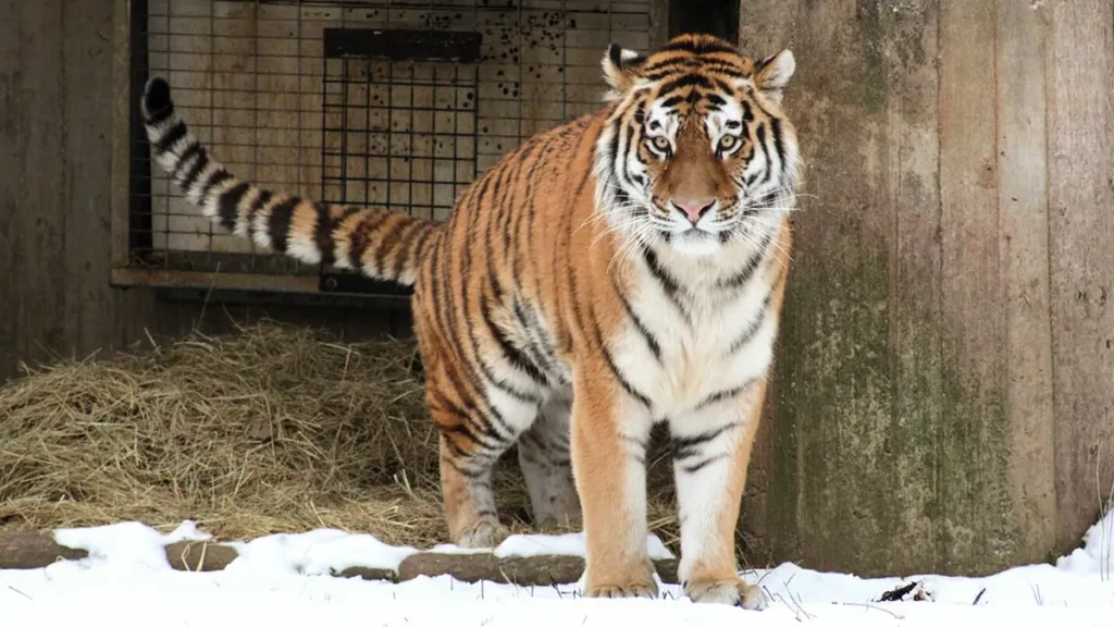 Kazakhstan Revives Legendary Caspian Tiger Species Kazakhstan Revives Legendary Caspian Tiger Species