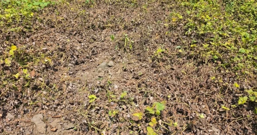 Jeju’s Bellflower Crops Wilt Under Severe Drought and Heatwave Jeju’s Bellflower Crops Wilt Under Severe Drought and Heatwave