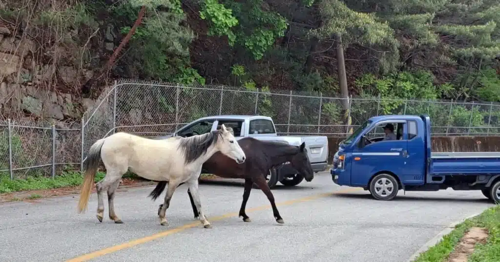 Farmer Sentenced for Negligent Horse Care Leading to Fatal Accident Farmer Sentenced for Negligent Horse Care Leading to Fatal Accident