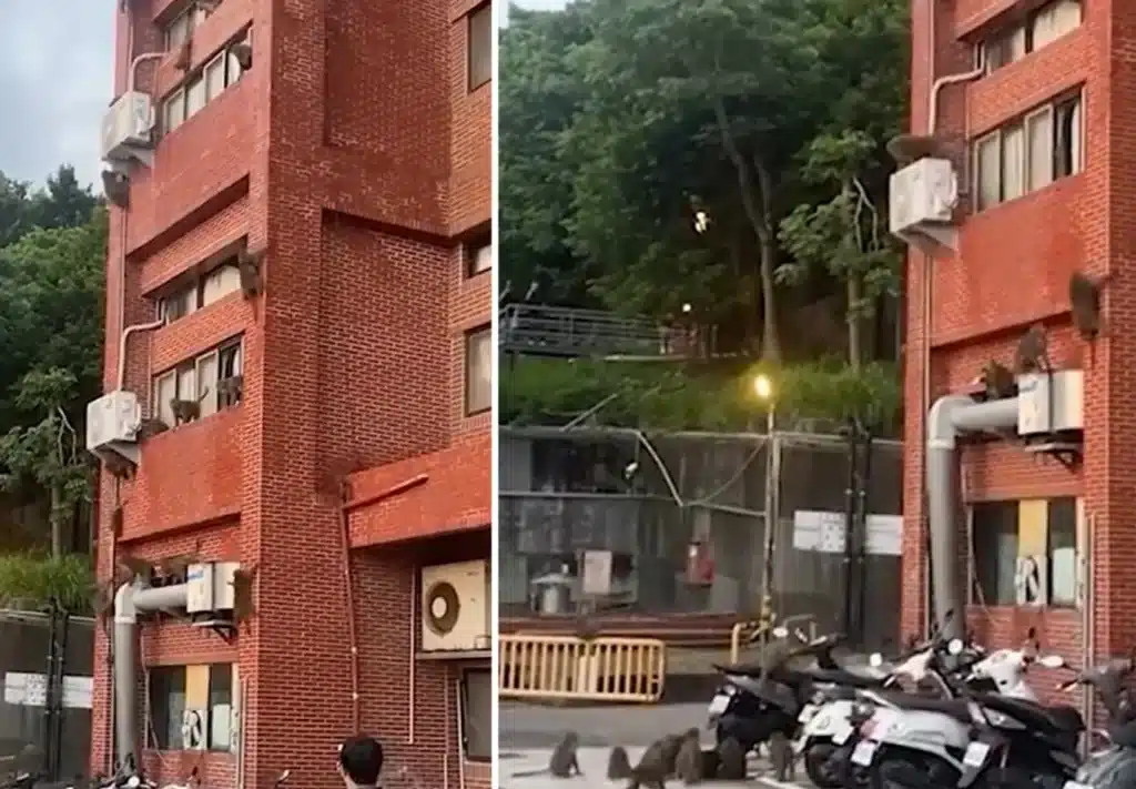 Monkeys Descend on University Dorms, Startling Students Monkeys Descend on University Dorms, Startling Students