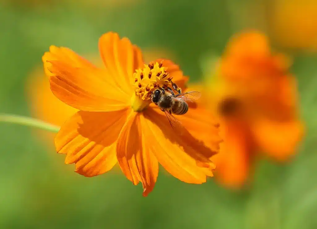 Bee Sting Incidents Surge in Daegu: A 47% Rise Reported