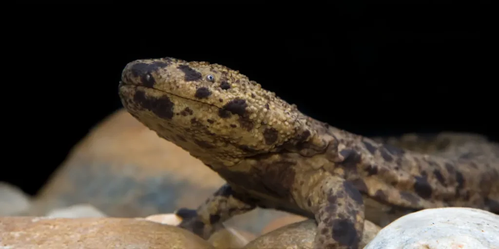 Japanese and Chinese Giant Salamanders Clash, Threatening Ecosystems