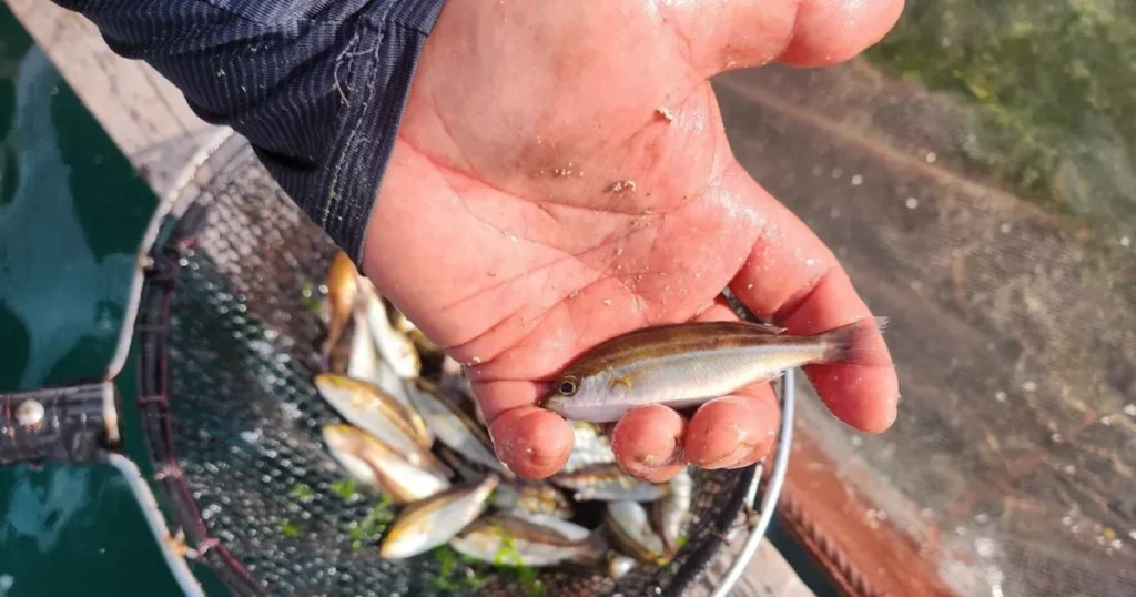Gyeongnam Shifts Aquaculture to Heat-Resistant Species Amid Record Ocean Warming Gyeongnam Shifts Aquaculture to Heat-Resistant Species Amid Record Ocean Warming